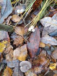 Изображение WhatsApp 2025-10-30 в 13.17.16_d4282d0f.jpg