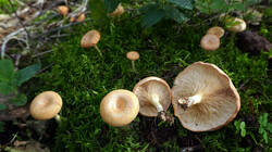 428690996___Paralepista_flaccida.thumb.JPG.450b4b50c5c0132d5053e10ce0f4c522.JPG