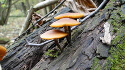 484497636__4.thumb.JPG.ff8f2e8d28e51c6546ea8558ce56d2b5.JPG