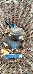 58651760_.thumb.jpeg.92a6eaadacb609eb577ec49d290f0584.jpeg