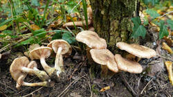 65704854_Armillaria_gallica__20251019.thumb.JPG.bb09c247332bfbacb71f73c70b9386f8.JPG