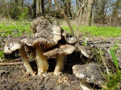 706173577_Entolomasaundersii(17).thumb.jpg.49d7297de37c3fc069974c067491a5fd.jpg