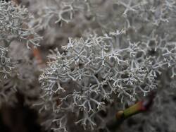 785552068_____ladonia_cf._stellaris_3.thumb.jpg.6e3d025e178e8e7bd38a8438f881d284.jpg