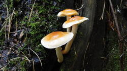 817243669__1.thumb.JPG.466add40a83016f6f94c062b2017f3f5.JPG