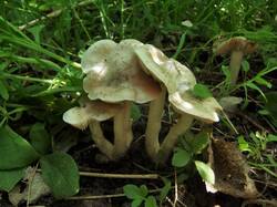 870990996_Entolomaclypeatum(19).thumb.JPG.114894c617cb133fc531f95ecaada79d.JPG