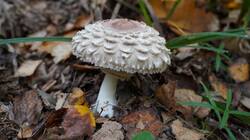 904841400_10-25-07(2).thumb.JPG.9d9599072d882ed2f7fcf5cbd3595cb5.JPG
