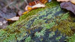 90703624_10-25-25-(4).thumb.JPG.9670706cfa9530442885c10ca35aee7b.JPG