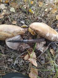 WhatsApp Image 2025-10-09 at 14.22.15.jpeg