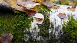 958080587_10-25-11-(1).thumb.JPG.cc27dddca372404c18b223c6550b86e6.JPG