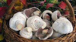 Agaricus_macrosporus_3_AWP_20201024.thumb.JPG.2d7c16ccfa9a4b485ce7797e74ff1ff8.JPG