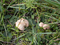 Calocybe_carnea1.thumb.jpg.5e4b810f519545122e3cd2c9478887e0.jpg