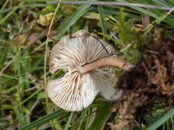 Calocybe_carnea2.thumb.jpg.74b2f549c7f55557ec43564177f5f285.jpg