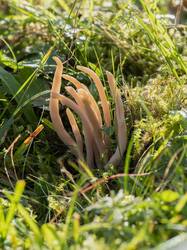 Clavaria_fumosa1.thumb.jpg.3ca3998b4fbc6d228050e2a033184e38.jpg