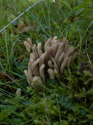 Clavaria_fumosa4.thumb.jpg.a3cfef99915d3a4b78058192fdf1f938.jpg