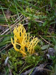 Clavulinopsis_corniculata2.thumb.jpg.3333c3d442be9f94a47752b7f9885406.jpg