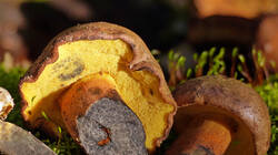 Cyanoboletus_pulverulentus_AWP_202510102.thumb.JPG.83a34c8bd6738d0e4f5b9965f68fc8d4.JPG