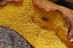 Cyanoboletus_pulverulentus_AWP_2025101_01_F.thumb.JPG.65471f045c0984af04bfdfe5ca3bccb9.JPG