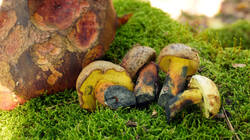 Cyanoboletus_pulverulentus_AWP_2025101_02.thumb.JPG.668332a86006cfa305f79a8dfe70ad72.JPG