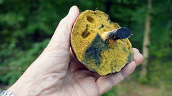 Cyanoboletus_pulverulentus_AWP_2025101_02_.thumb.JPG.0f341a010668e9d908d7f96771dc51fd.JPG