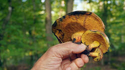 Cyanoboletus_pulverulentus_AWP_2025_101_02.thumb.JPG.0ff949babff1a1d22f292d1c4cfe9a35.JPG