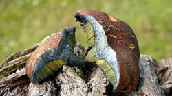 Cyanoboletus_pulverulentus_AWP_2025_101_02_.thumb.JPG.8df27fabe29a330cee18857736088753.JPG