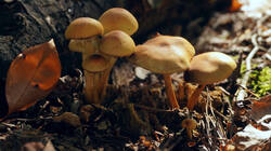 DSC00186.thumb.JPG.2fe97b4c1d467c10ca4aaeaeb59a102e.JPG