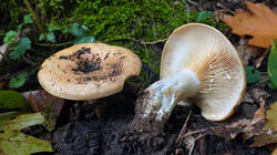DSC00303.thumb.JPG.d4e34a58a0e54ca4fd78ddbb219b07fa.JPG
