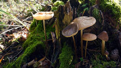 DSC00313.thumb.JPG.0b2d90a321ef99f9596978c36245653e.JPG