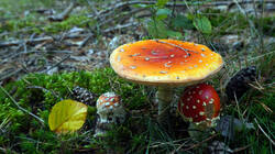 DSC00332.thumb.JPG.98fe6fdaa11192d2c7292960d98480df.JPG