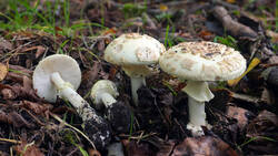 DSC00350.thumb.JPG.257b292b8ee4f89c50cfb4d1e6912caf.JPG