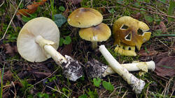 DSC00357.thumb.JPG.920dea5b36e3af72b82ec3cdbf441fde.JPG