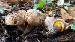 DSC00366.thumb.JPG.5b5c0a6b71241bd8583492b35abec8dd.JPG