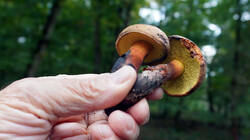DSC00370.thumb.JPG.26692e0bba4dab30d8ed80f90d645312.JPG