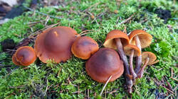 DSC00379.thumb.JPG.4a845637d7d4afbe3a5d838f3ad39a04.JPG
