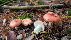 DSC00383.thumb.JPG.98cf1b44cda45242d38ad091f7ba2968.JPG