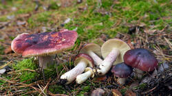 DSC00391.thumb.JPG.ce71d7940c8ffe165c5816a045c14f1c.JPG