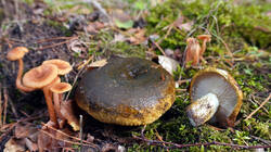 DSC00393.thumb.JPG.0845edab5c4a32fd3407381d4645db4b.JPG