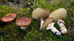 DSC00396.thumb.JPG.90ddbca54ccf9e9c4ae0e66d688ed8ea.JPG
