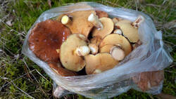 DSC00406.thumb.JPG.00df5ff275ad6c6cacbcd79d1bbe08f0.JPG
