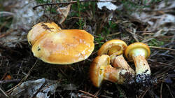 DSC00407.thumb.JPG.e6c3f5519024309232db3a98ec290d64.JPG