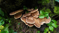 DSC00412.thumb.JPG.a93a181bf0bb3ba727e19f7b778ce1cf.JPG