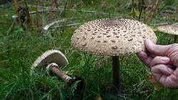 DSC00433.thumb.JPG.5e5559491f94422f5375e2f48f76494d.JPG