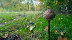 DSC00438.thumb.JPG.b824783e077fc7156b6b52ae5ffb0425.JPG