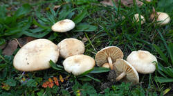 DSC00444.thumb.JPG.a6e12c028a01763aa08ef3432ca66d8f.JPG
