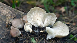 DSC00455.thumb.JPG.085a9e187241ab99edea99fc58ca3b35.JPG