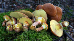 DSC00459.thumb.JPG.041072d7a0dbf5940d528be6da7d5d6d.JPG