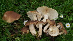 DSC00488.thumb.JPG.bd0b87710d49c7159fbf7f0db0227cda.JPG