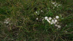 DSC00489.thumb.JPG.a50b7cc8acbe021f2db3bd671d639692.JPG