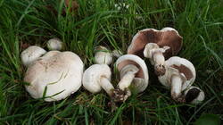 DSC00513.thumb.JPG.aaf9be60ef14c7fb035267663aa613f3.JPG