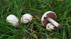 DSC00523.thumb.JPG.7e4ad7b2e1ed82c8f18769dd77133042.JPG